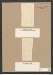 Pleurosigma var. smithii Grun. (de-Toni-Nr.: Genus 13, Species 1076) Zeichnungen Sammlung Grunow Nr. 1978 (NHMW-BOT-W0369125)